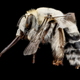 Angel Bee